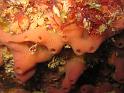 eponge à cheminees, rose - Haliclona viscosa